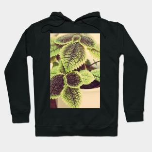 Friendship Plant Hoodie